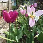 Rose Holiday home Wigton