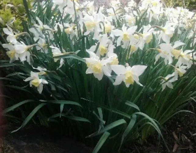 Feriehus Rose Wigton